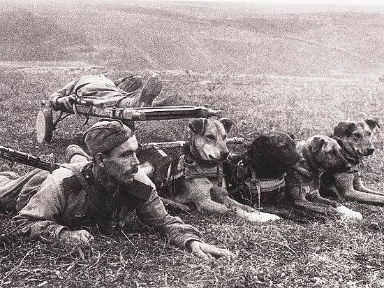   В годы Великой Отечественной войны в армию было призвано около 68 тысяч собак, среди которых были не только овчарки, но и другие породы: например, крупные дворняжки.-2