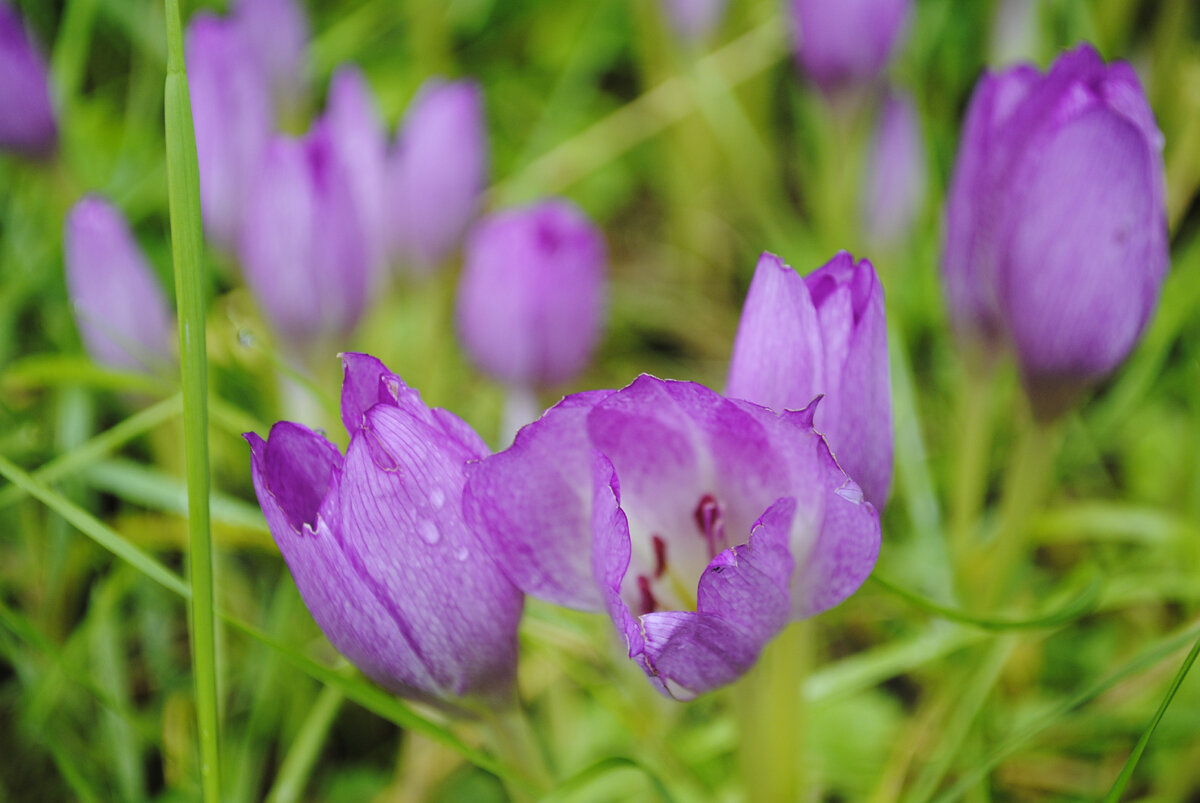 Безвременник. Все фото в тексте автора