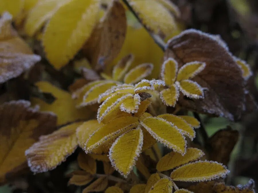 Фото: pixabay.com 