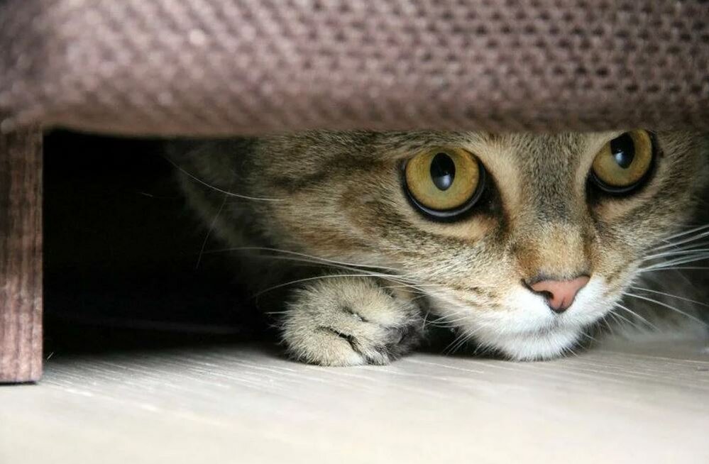 #кот под кроватью