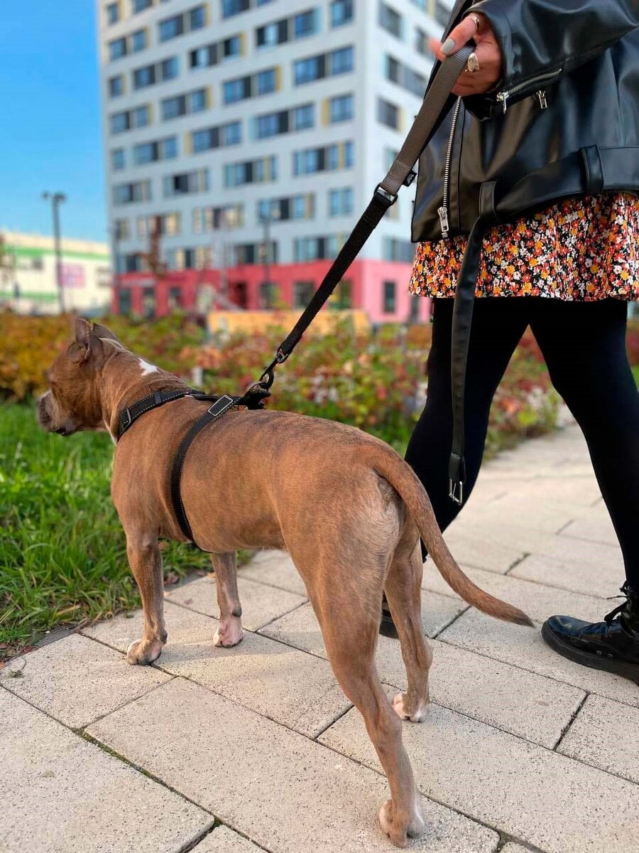 На фото поводок-водилка TRIOL «Bungee» с эластичной вставкой. Арт. 11061008 