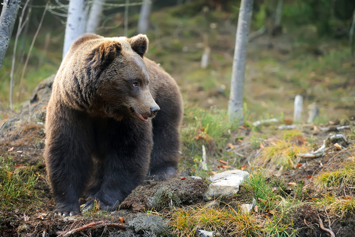 Бурый медведь интересные факты. Где обитает бурый медведь. Бурый медведь в Якутии интересные факты. 10 Медведей.