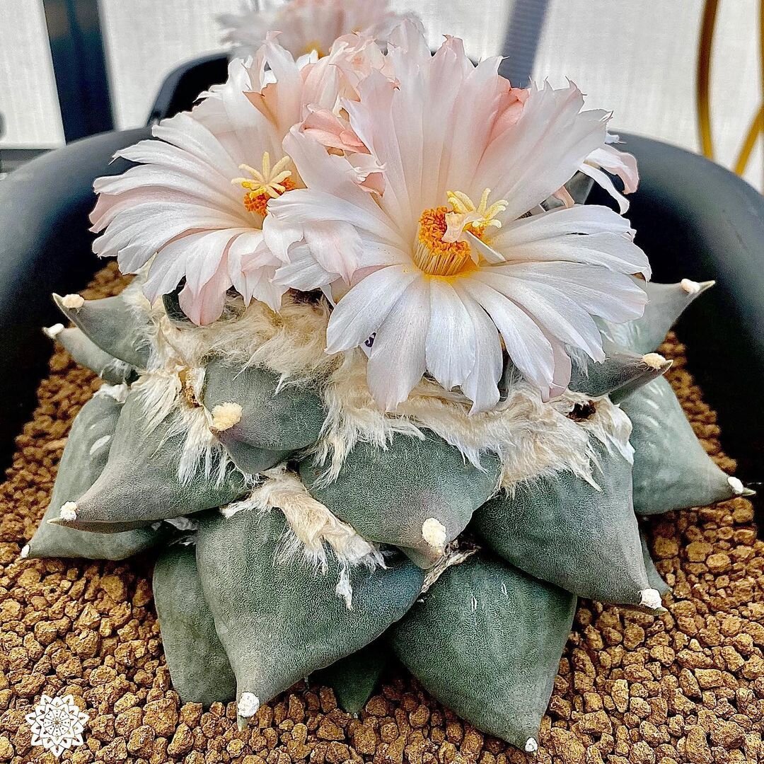 @kaktus.labs.australia