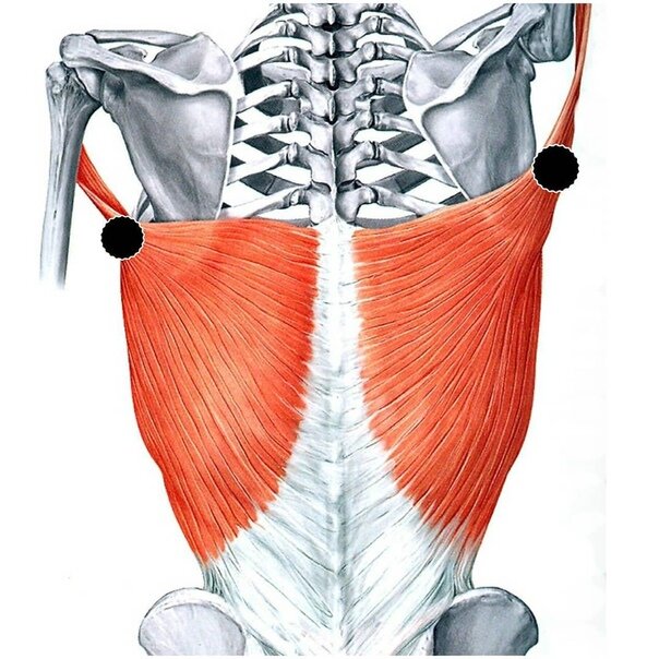 Анатомия спины Изображения – скачать бесплатно на Freepik