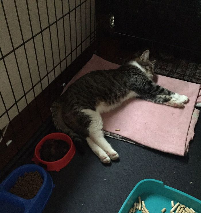 Перестала кормить. Как отучить ребёнка от грудного вскармливания в 1. Младенец грудное молоко. Как закончить грудное вскармливание. Как перестать стесняться груди.