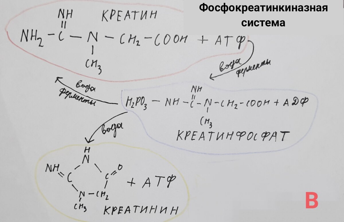 Схема работы креатина