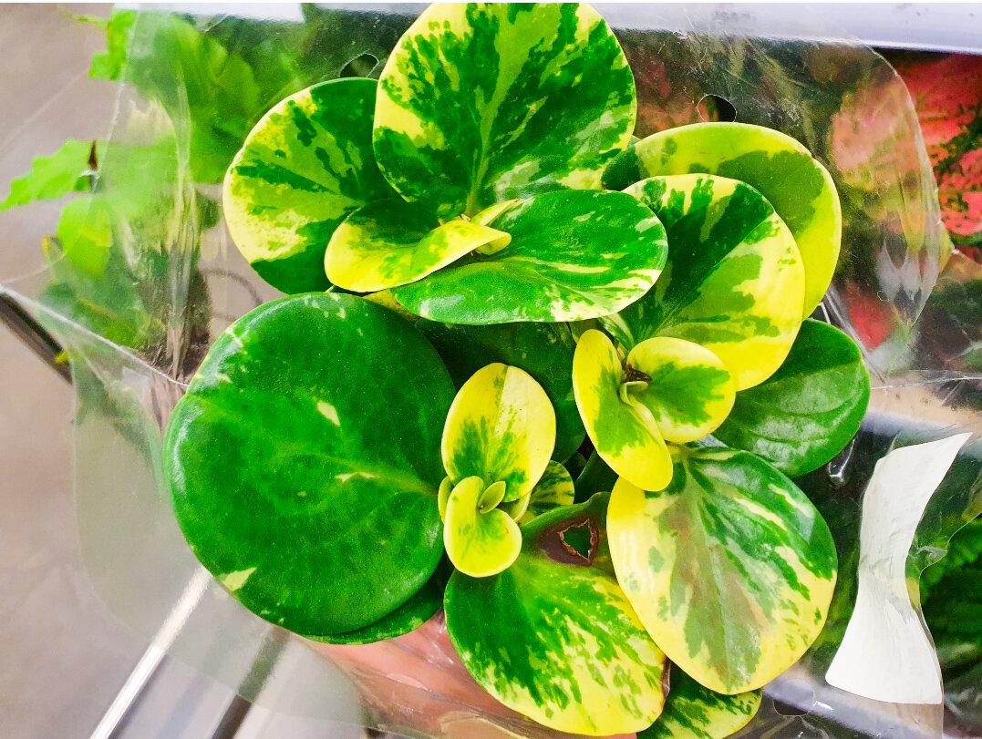 Вариегатная форма пеперомии туполистной — чуть капризнее обычной, но тоже вполне подойдёт для новичка