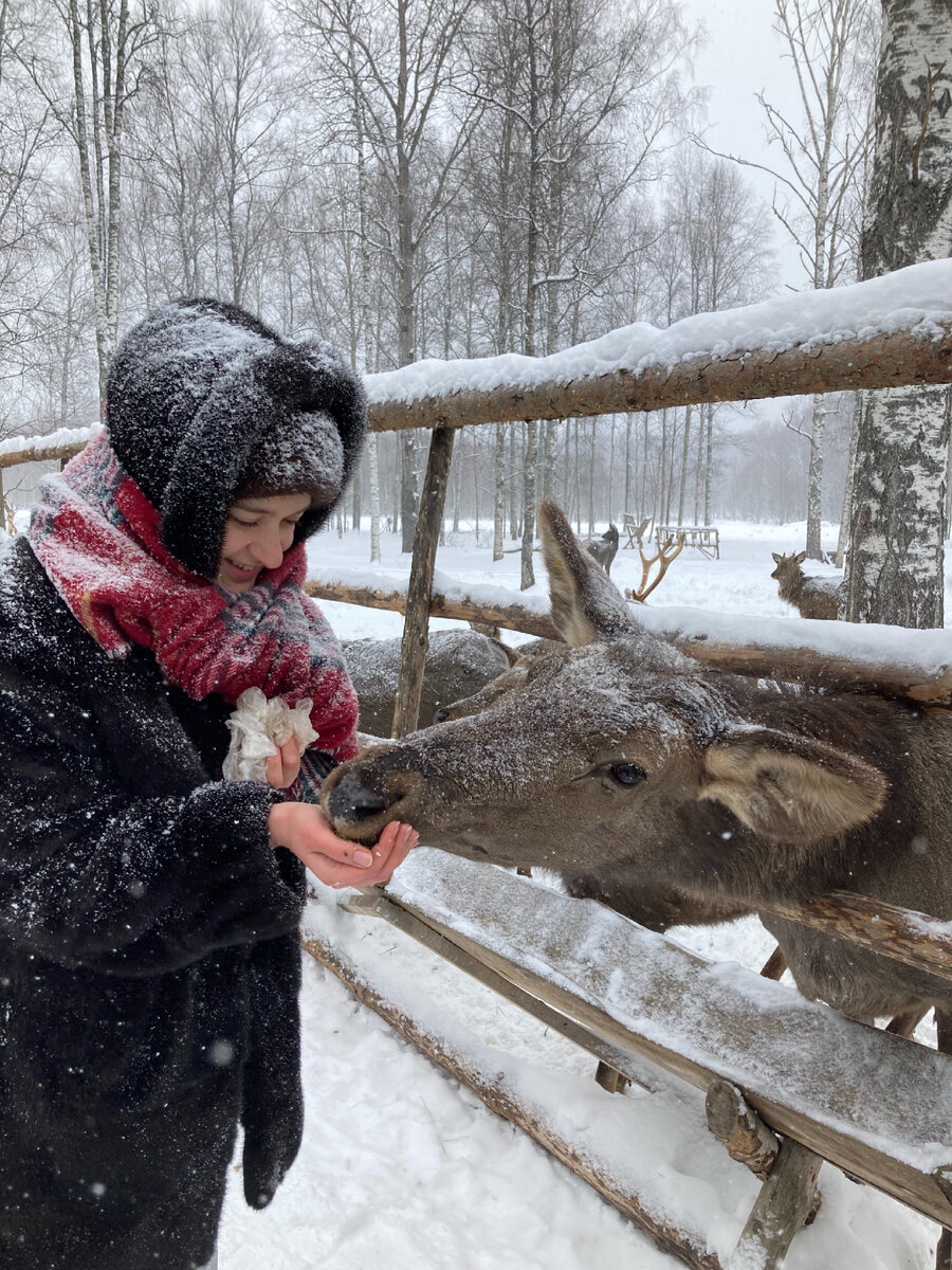 Прекрасные олени едят прямо с рук в усадьбе Судимиръ