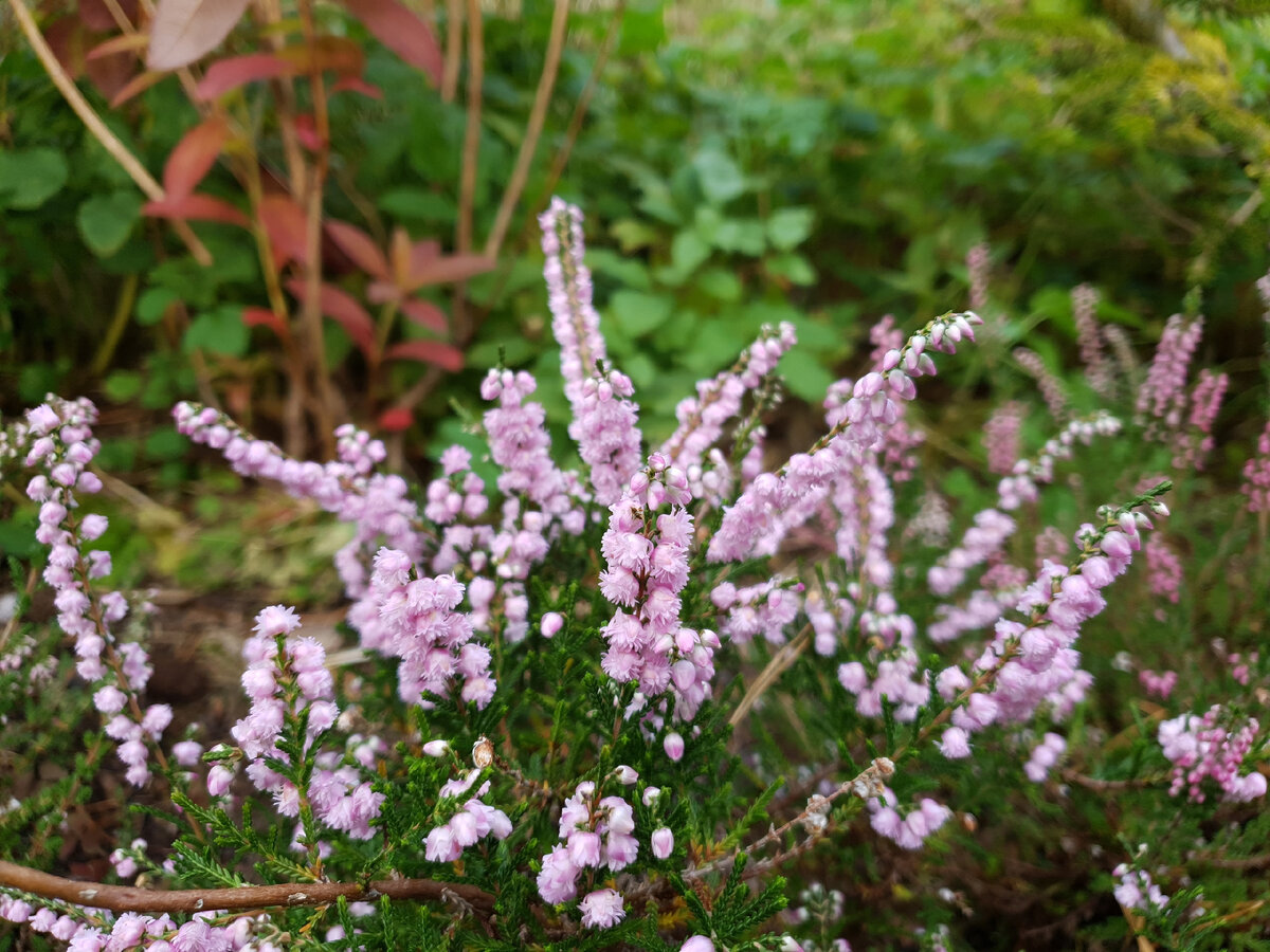 Calluna vulgaris Alicia