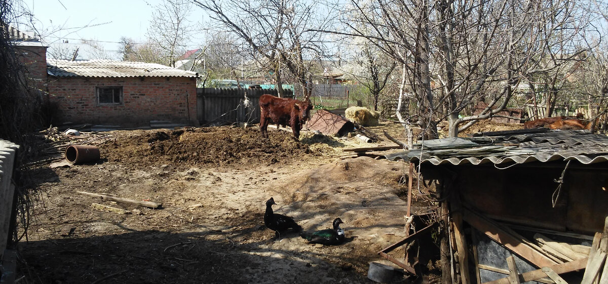 Содержание коров в частном секторе