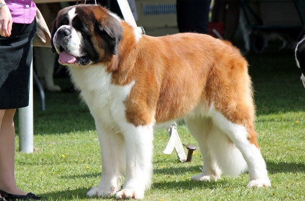 Ого какой огромный 