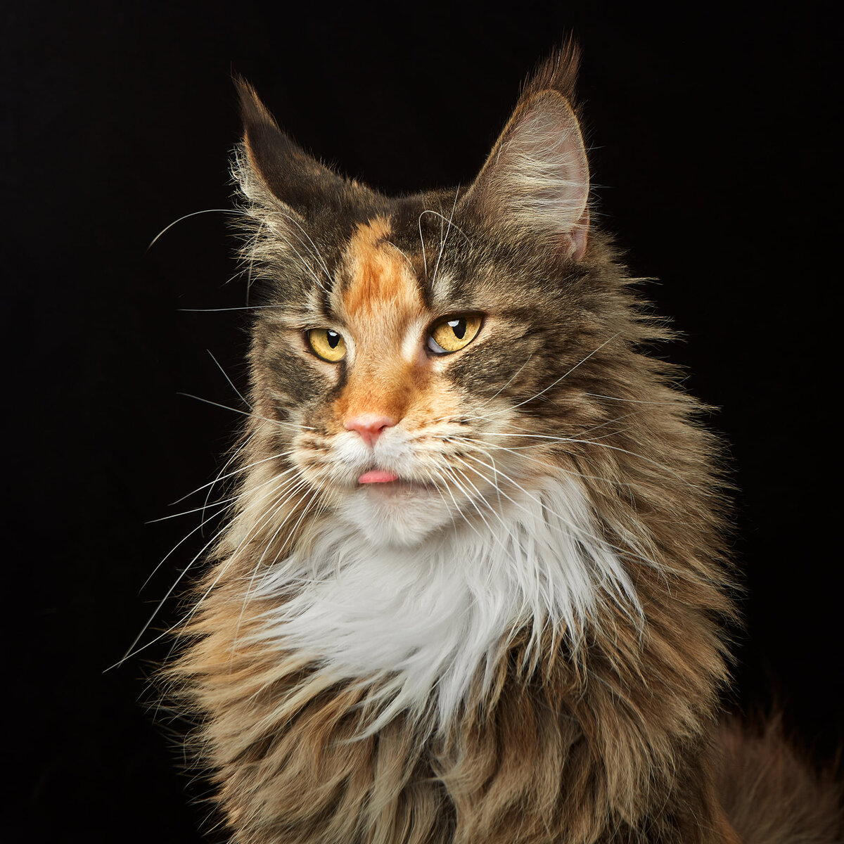 Кошка по кличке Маргоша из театра Куклачева. Фото: alexanderkhokhlov.com