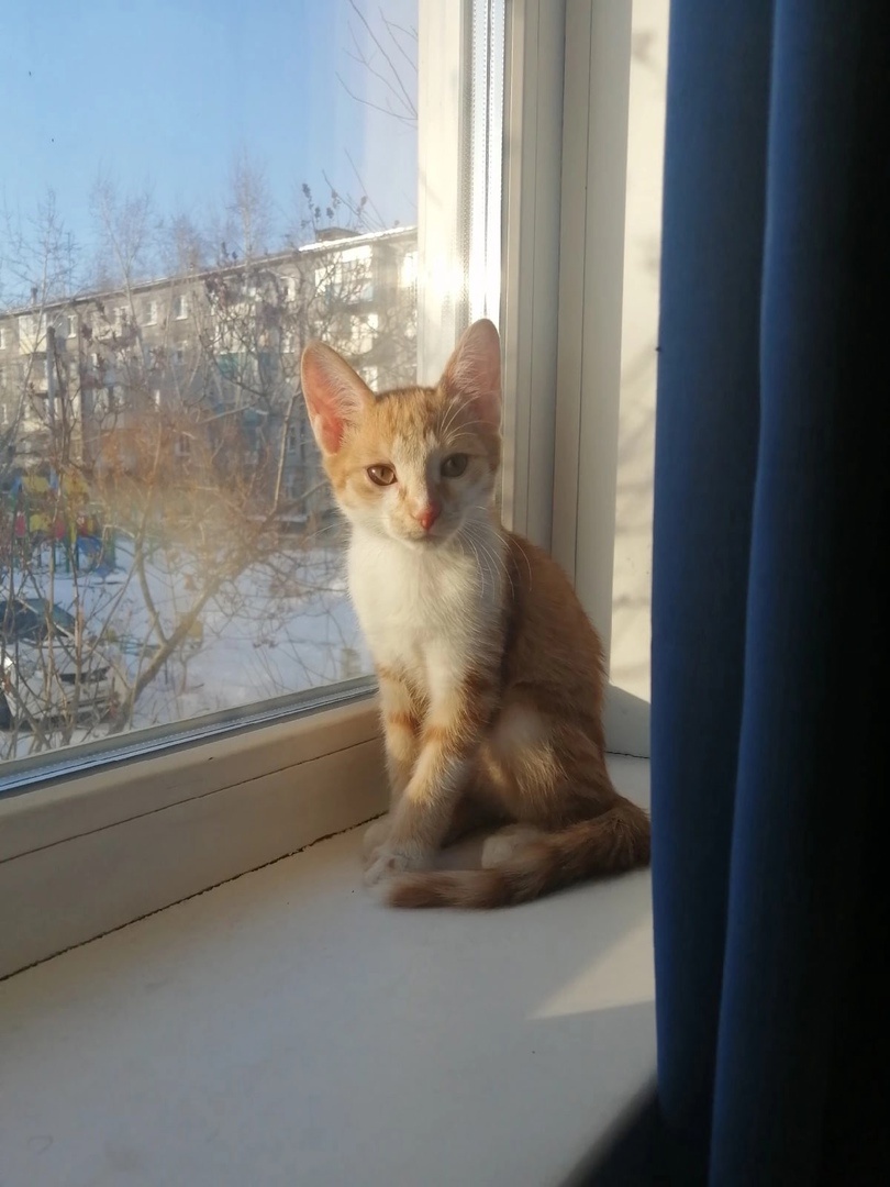 Котёночек