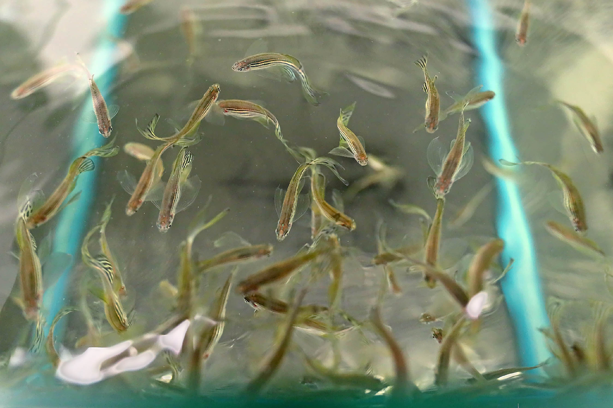 Зебраданио генетически схожи с людьми на 70%. Фото: Татьяна Андреева / "Российская газета".