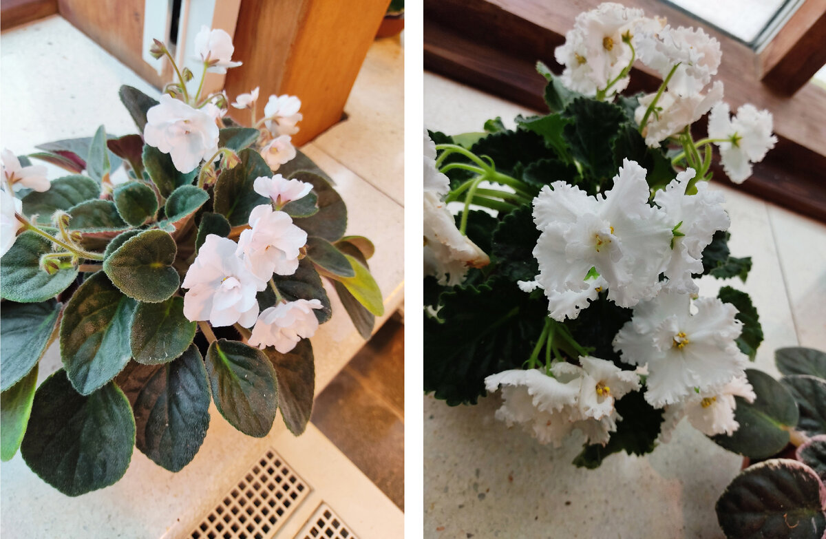 белые  - > и малиновые фиалки