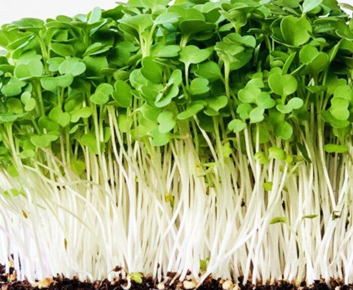 Руккола имеет острый, пикантный вкус, хорошо сочетается с соусами на основе майонеза, оливкового масла и уксуса 