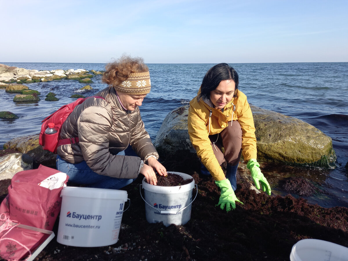 водоросли балтийского моря