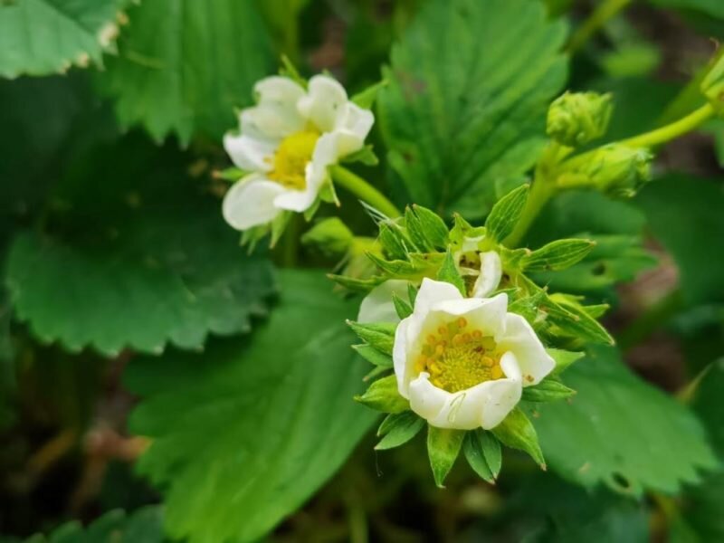 Влияние бора на клубнику