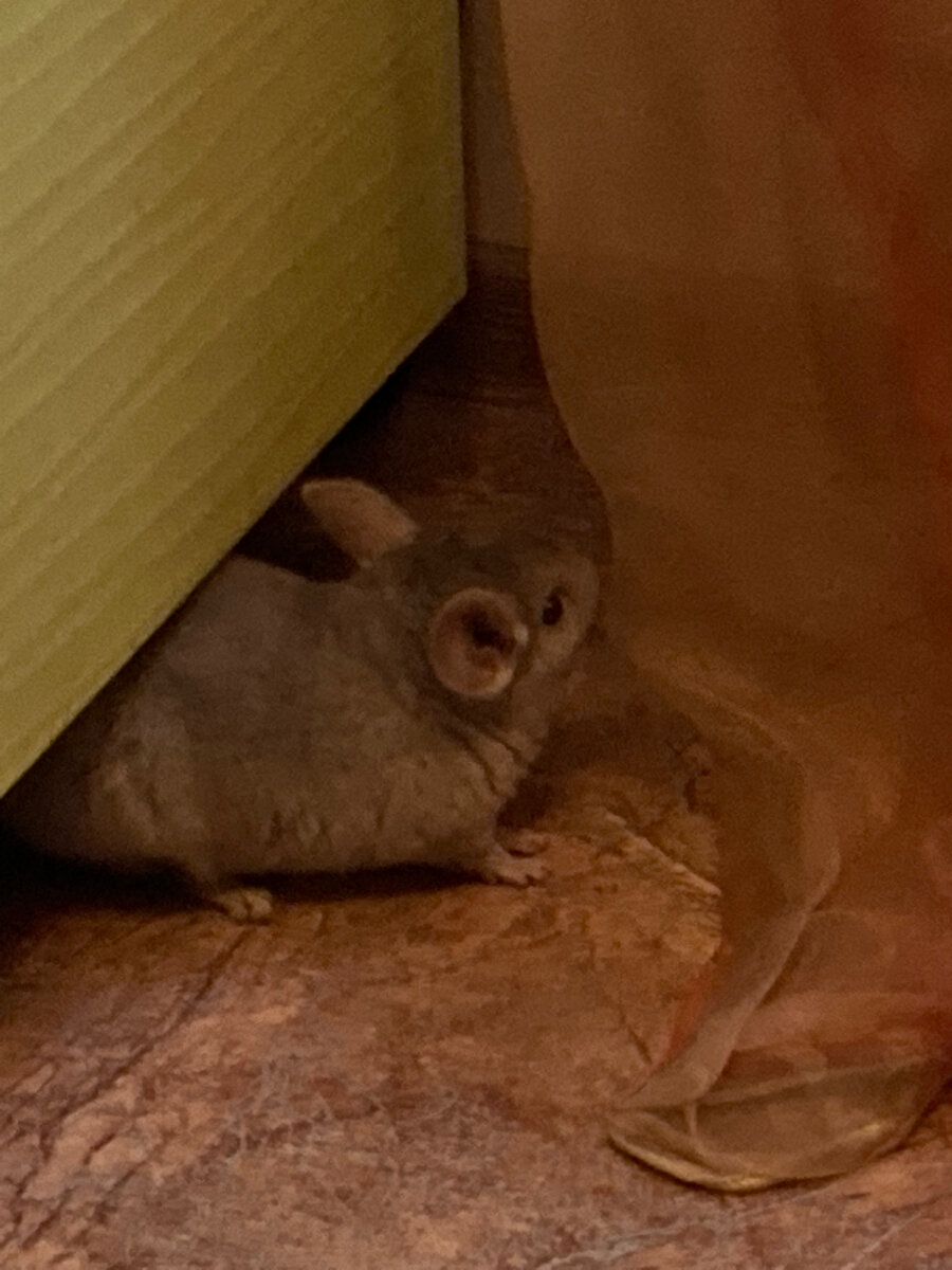 Шиншилла Мария почтила нас своим присутствием. Снято на телефон.