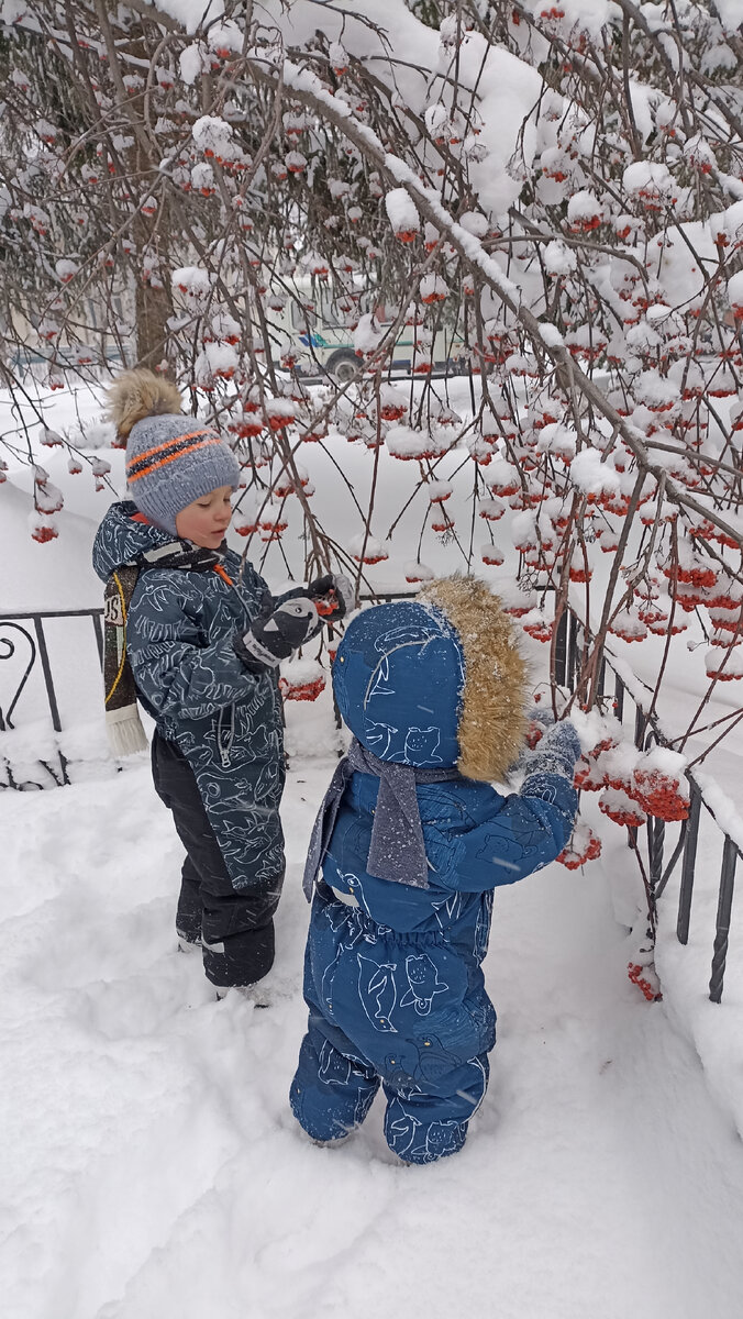 Фото из семейного архива. Мальчишки едят рябину