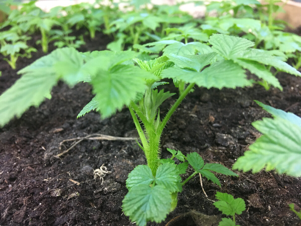 Крапивка малины спустя 5 недель после закладки маточного корня.