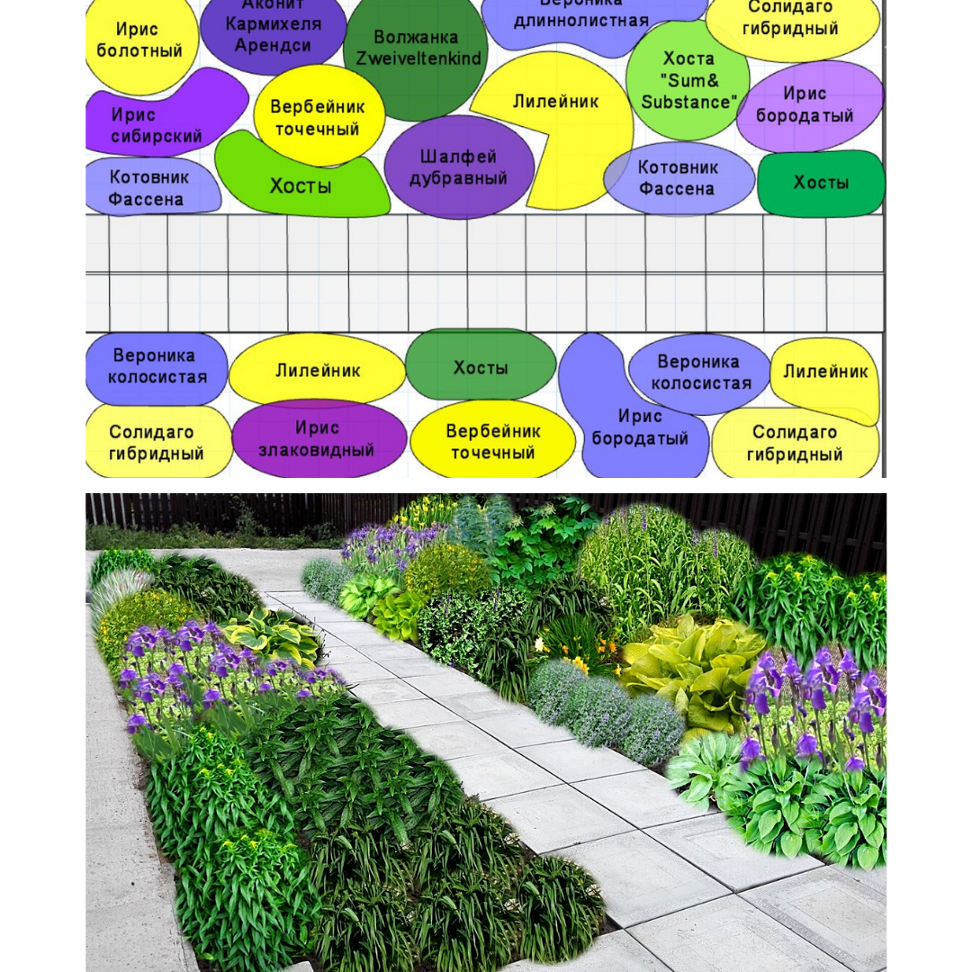Схема и коллаж цветника, сделанный Татьяной Присядиной на курсе по цветникам

