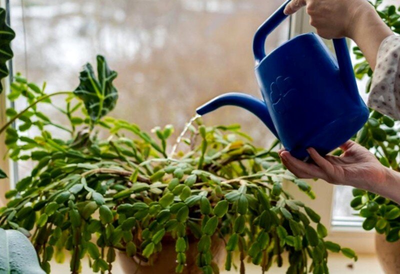 Как правильно поливать декабриста 