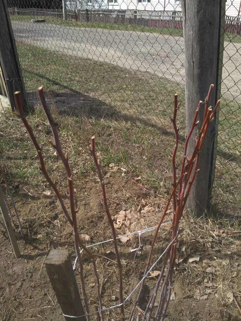 Вот так выглядят веточки с обрезанными верхушками 