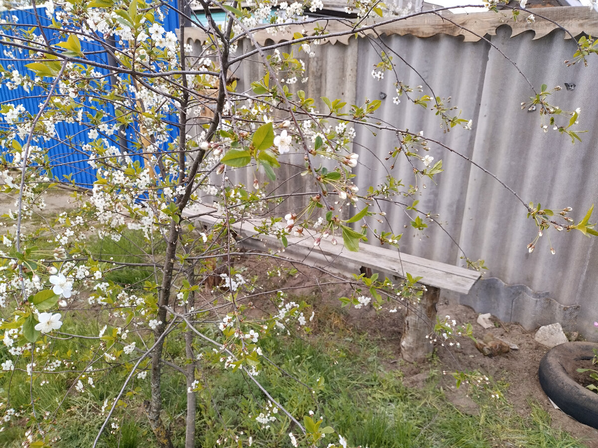 Бестолковая вишенка цветет... А за лавочкой больше нет сорняковых джунглей.