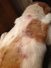 На фото состояние кожи при аллергическом блошином дерматите