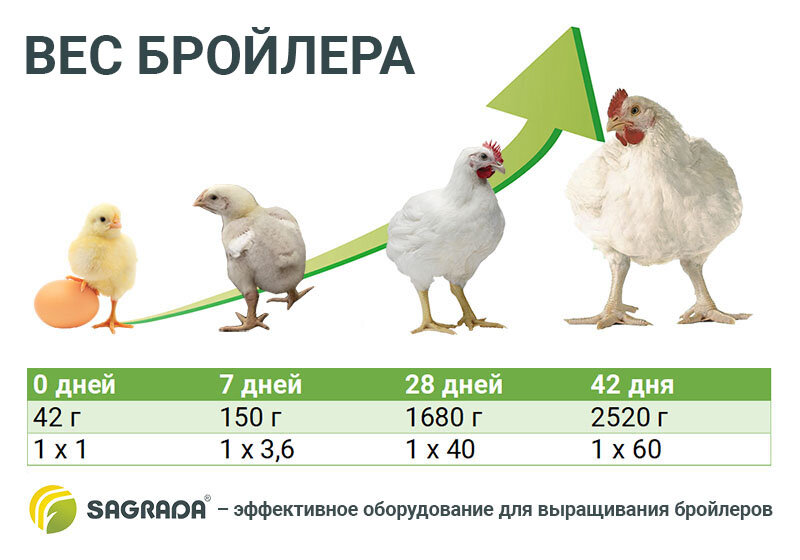 Если у бройлера не будет стремительного прироста в весе в первые 7 дней, то он не достигнет своей максимальной массы до убоя! 