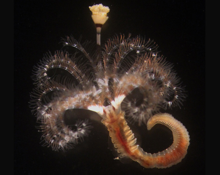 Hydroides elegans 