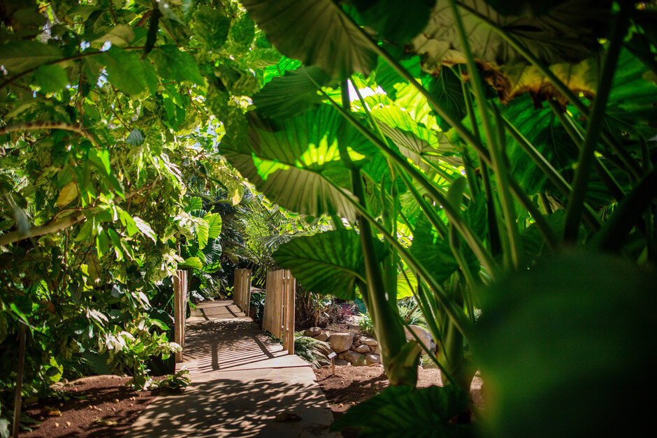 Прелестный Ботанический сад в Тенерифе: ТОП25 Фото