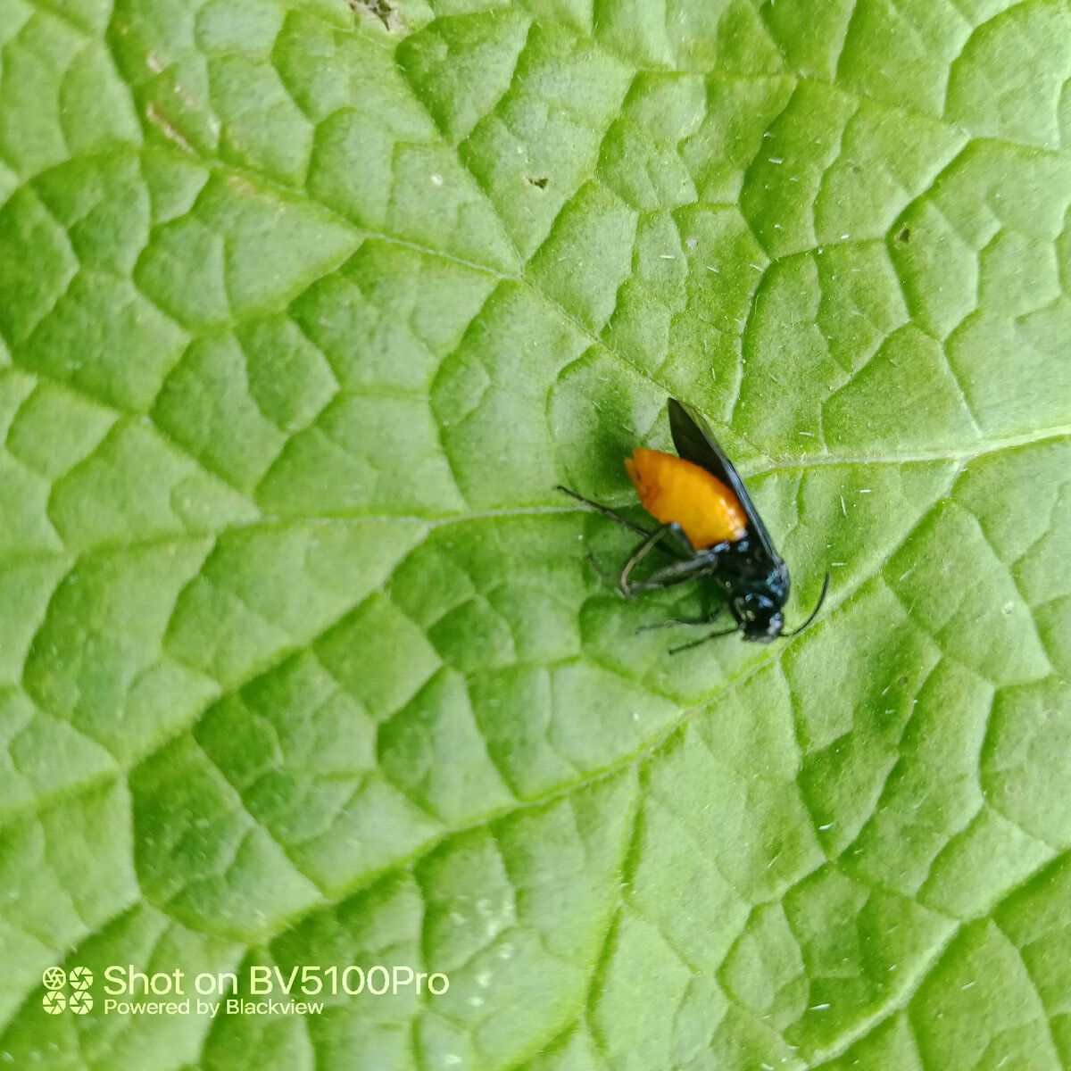 Мошка на листе. Обычная мошка, о которой большинство людей и не подозревает. Фото автора