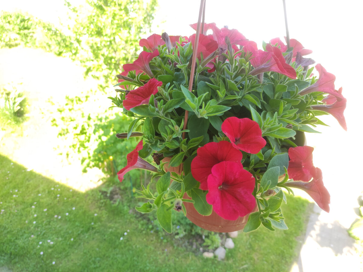 Шок вейв ред. Милый середнячок. 