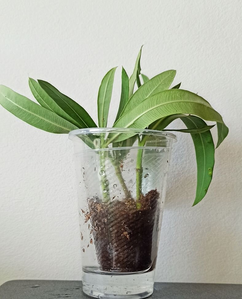 Розовый махровый