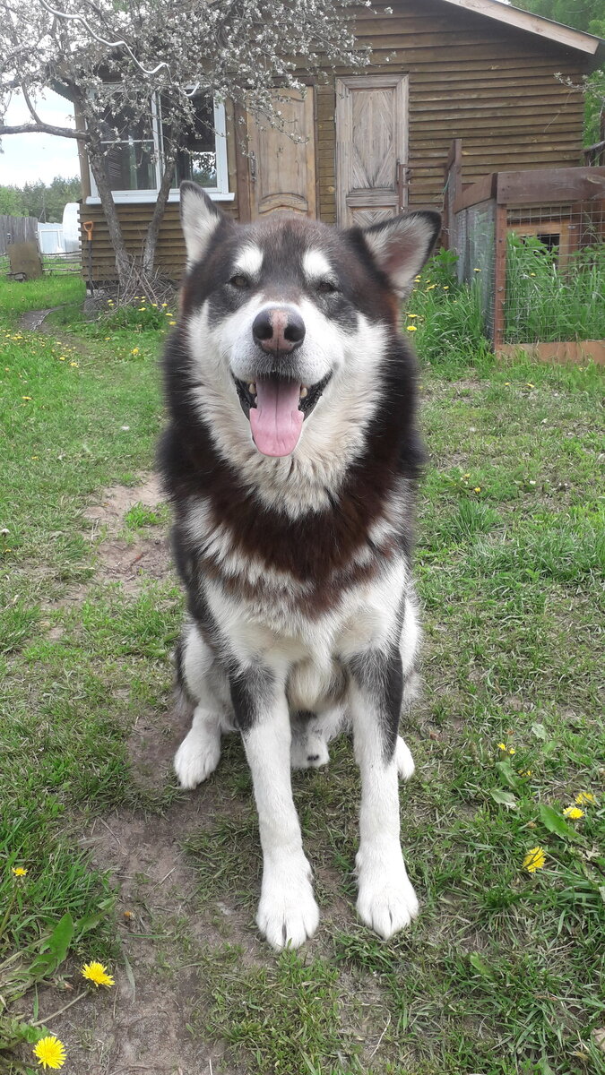 Кайзер, фото любезно предоставлено постоянной читательницей