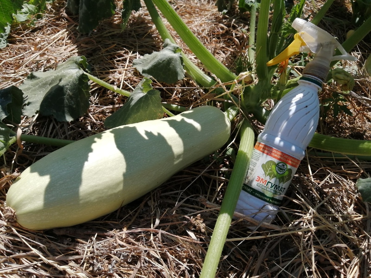 ЭМгумат при выращивании кабачков