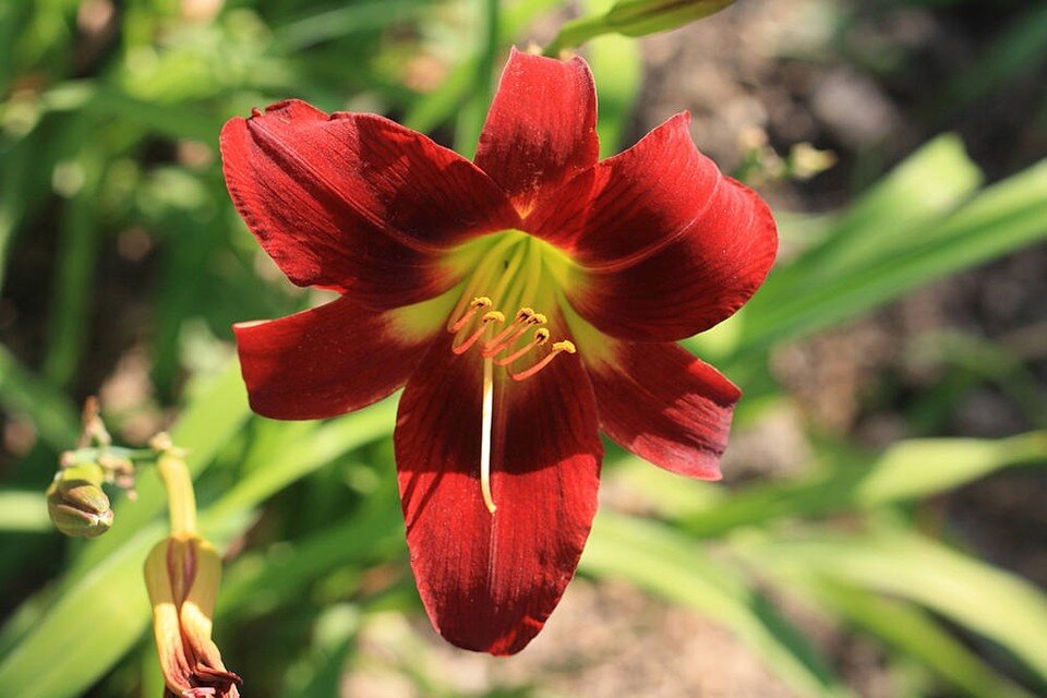     Яркие цвета. Фото: Игорь Самусенко/Никитский ботанический сад (НБС-ННЦ РАН)/VK