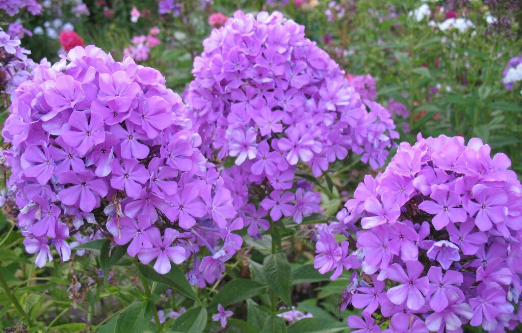 Флоксы