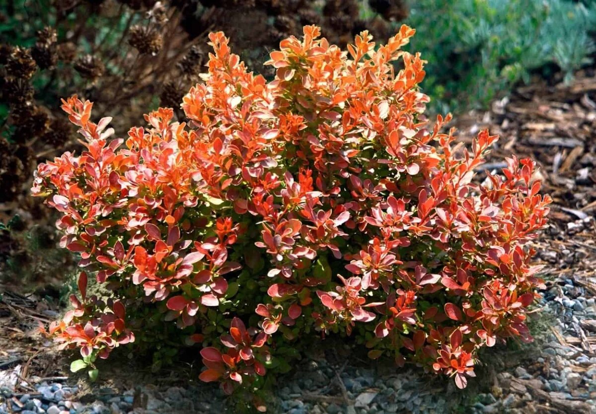 Барбарис Тунберга Адмирейшн. Барбарис Тунберга (Berberis thunbergii). Барбарис ТУМБЕРГА “Адмирейшн”. Барбарис Тунберга admiration.