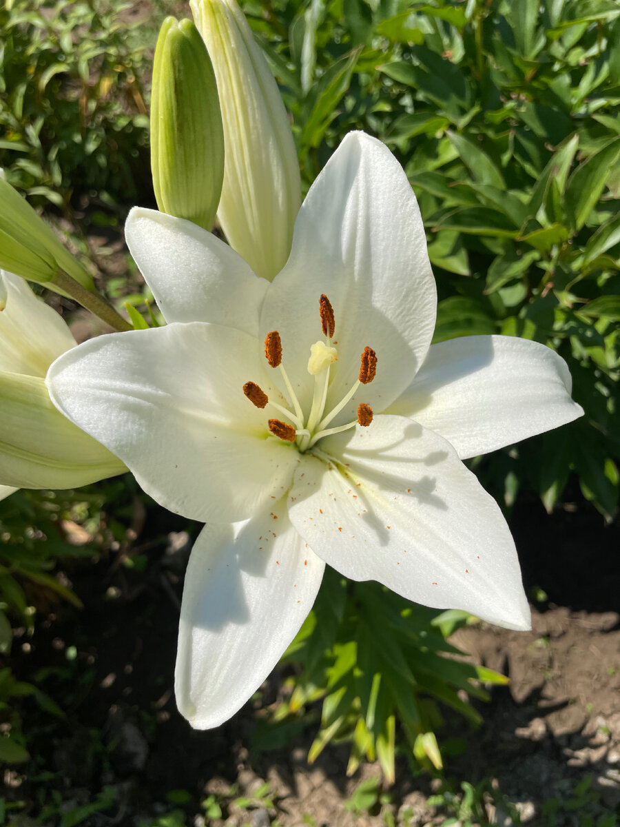 Один из сортов Лилий на даче