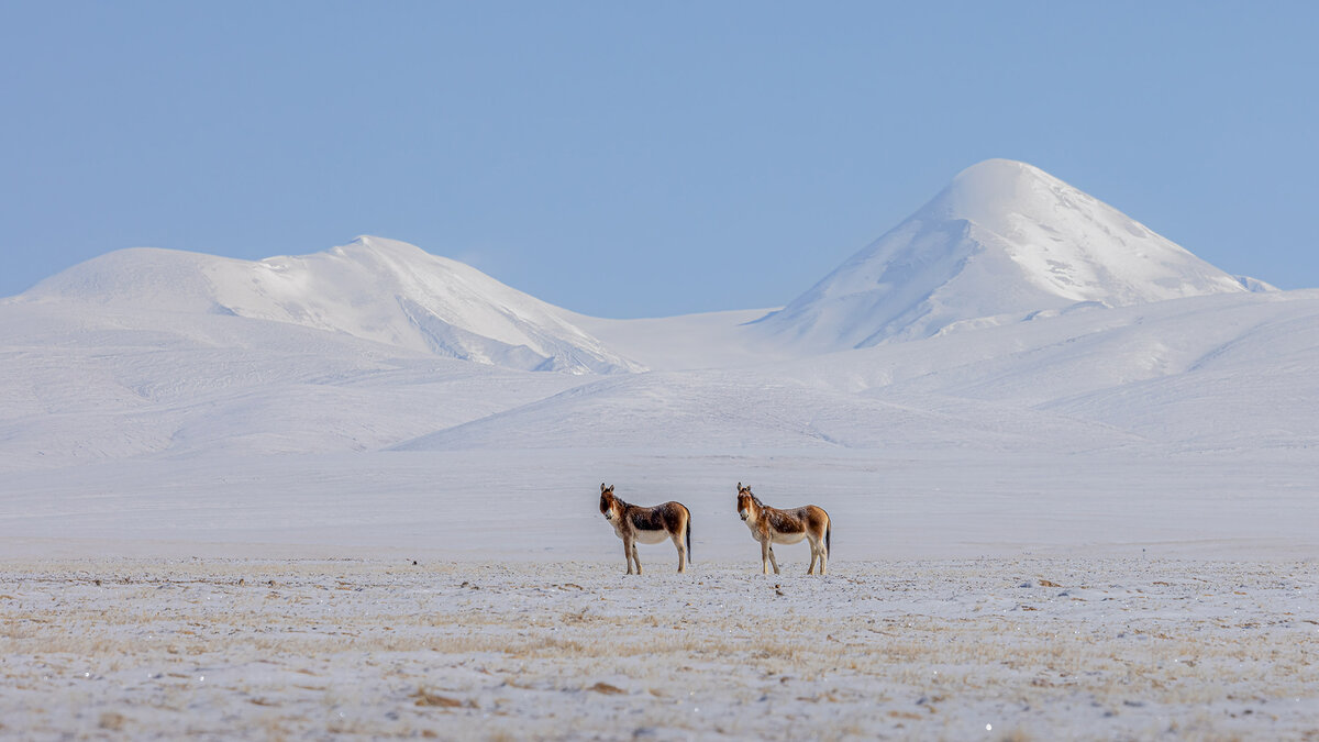Eurasia Honorable Mention (Stone Belt club), Son of Kunlun/ 