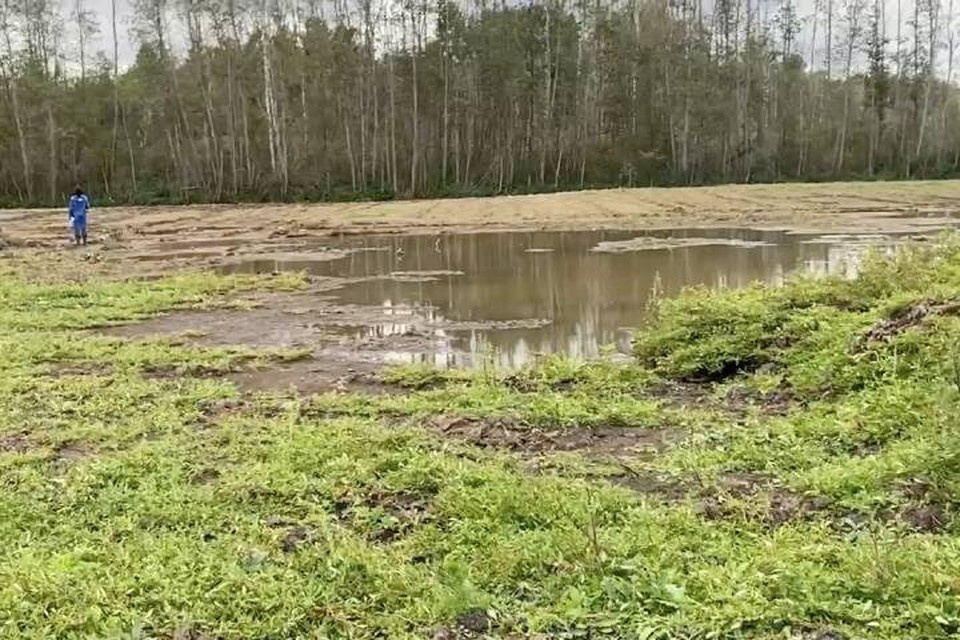     Бобр спасли реку Лугу в Ленобласти от загрязнения  принтскрин видео.