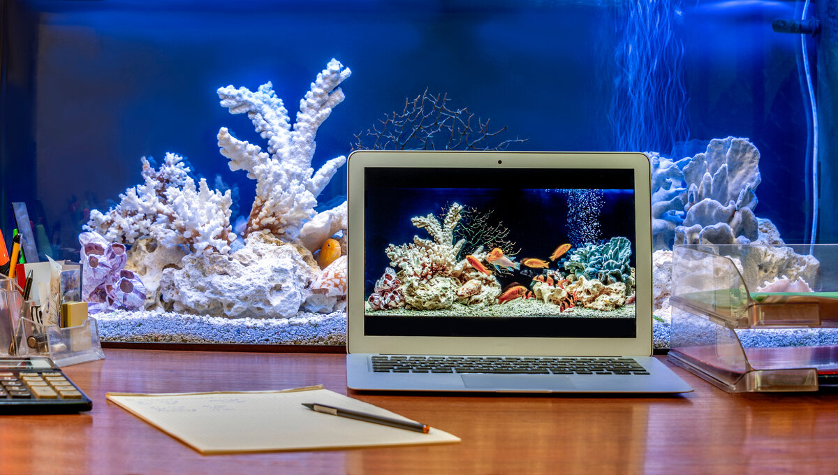 Список оборудования поможет грамотно обустроить ваш первый аквариум. Все самое необходимое – и ничего лишнего.