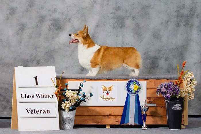 ЮЧР,ЧР,Ветеран-Чемпион и Лучший производитель Логерфольд Жемчужина Екатерины(Жужа) Основоположница племенного состава питомника  На фото десять лет.