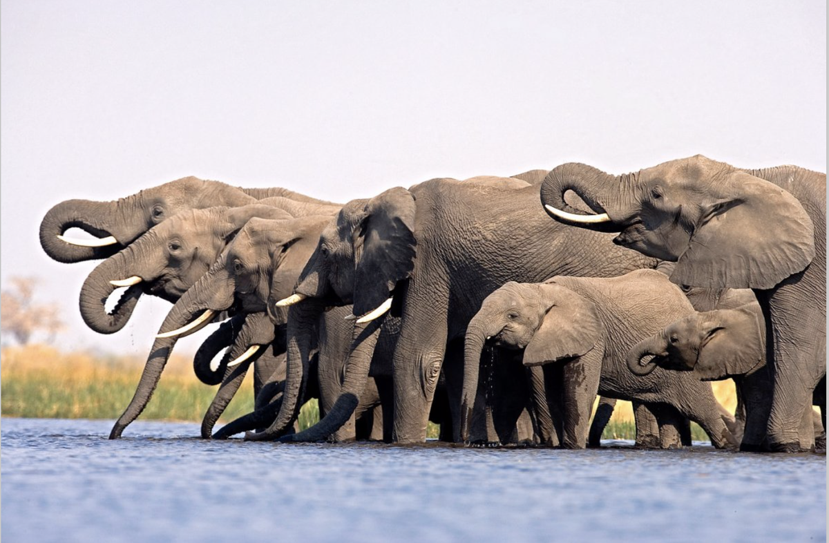 национальный парк крюгера слоны. группа слонов проживающих компактной группой. сафари юар слоны. уровень видовой слон африканский. вес африканского слона.