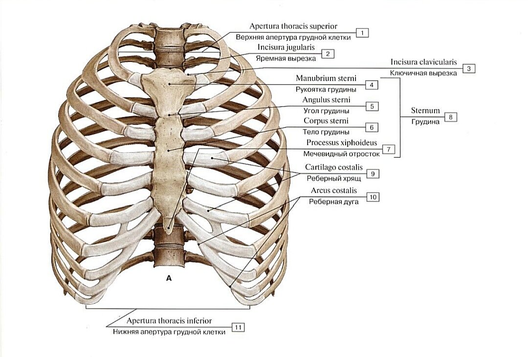 Скелет грудной клетки. Вид спереди.