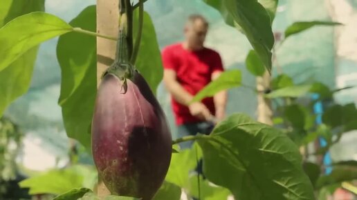 СОСЕДИ БУДУТ В ШОКЕ если осенью сделать это в саду и огороде