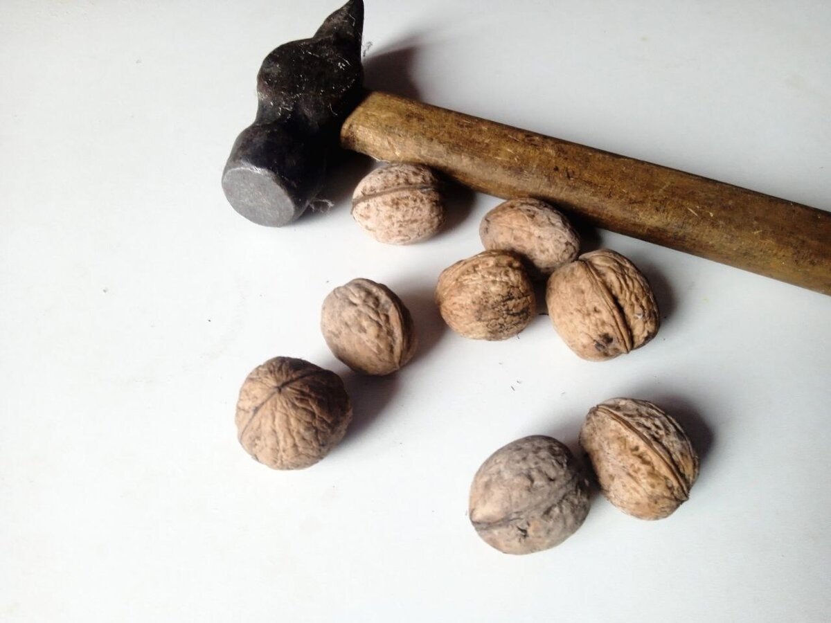 Готовы потрудиться, чтобы полакомиться орешками? Берите молоток! 